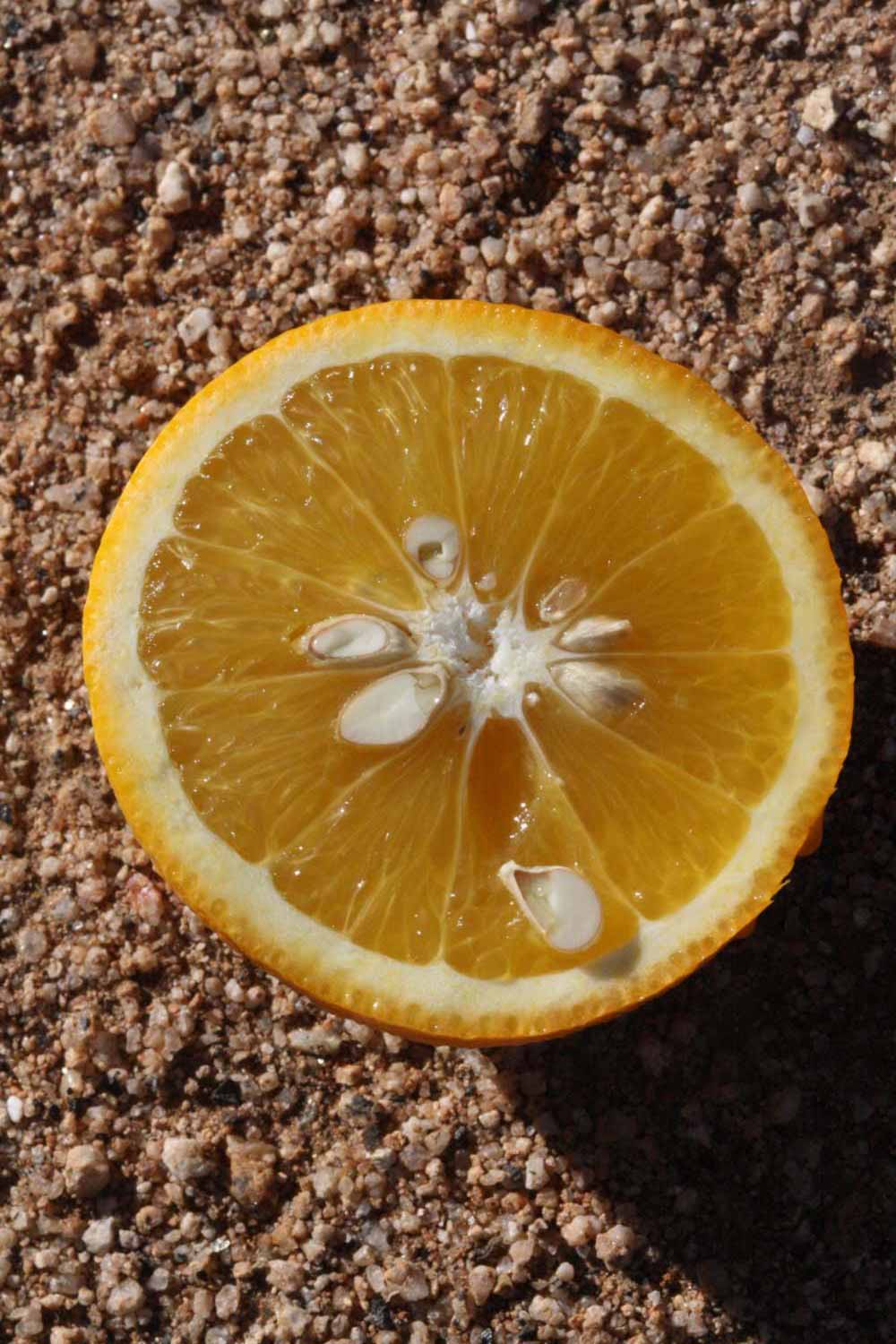            Fruit cross-section (Riverside, CA)   